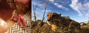 Left: G on the lookout. Right:  Cheetah on the lookout. Conclusion: G is so much more dangerous